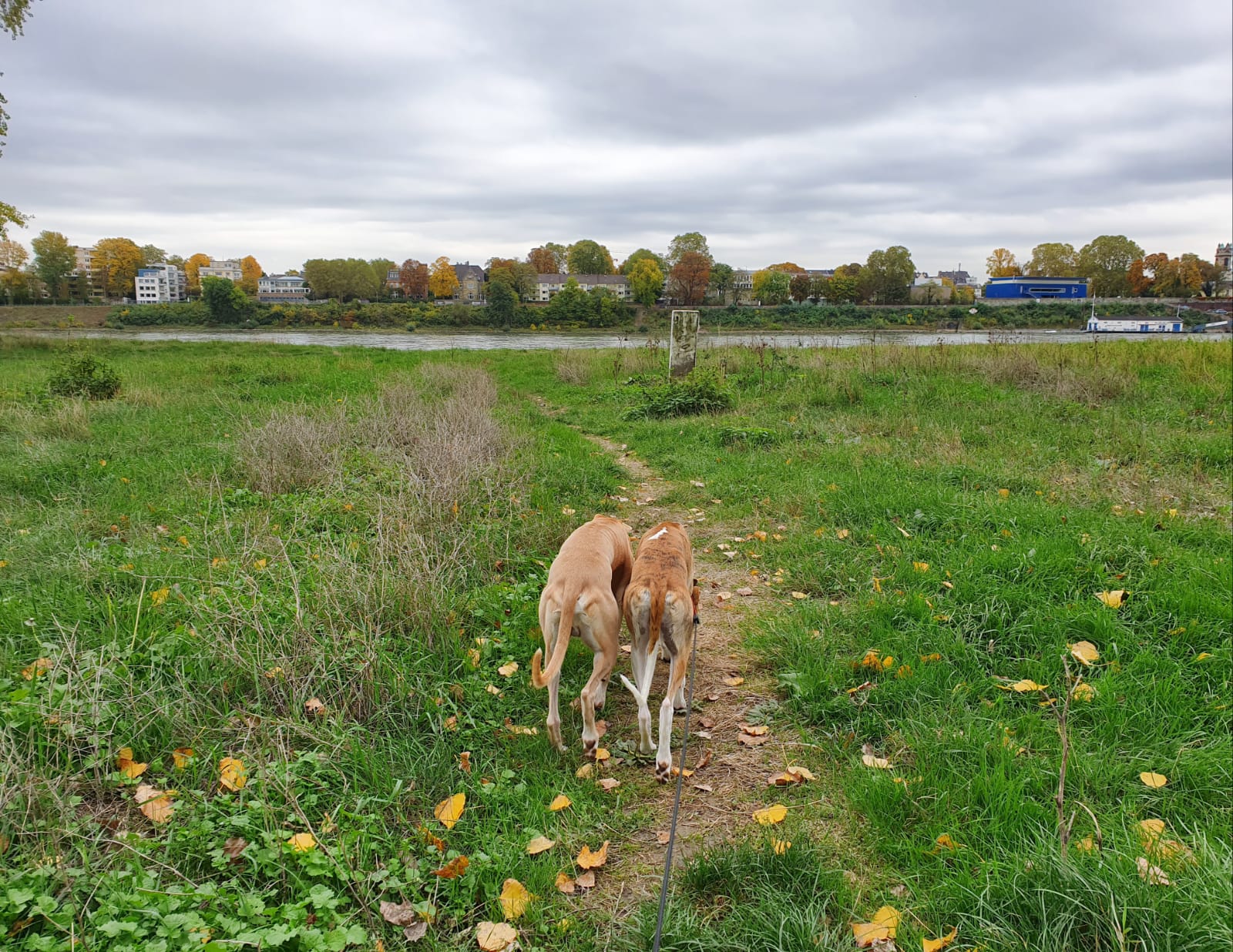 Neuigkeiten von Remi